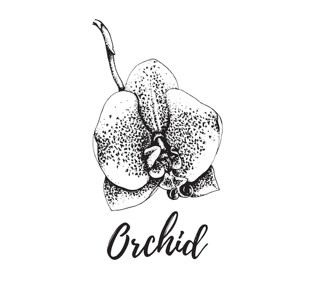 Vector orchidee geïsoleerd Vintage tropische bloem logo Retro hand getrokken exotische bloesem illustratie