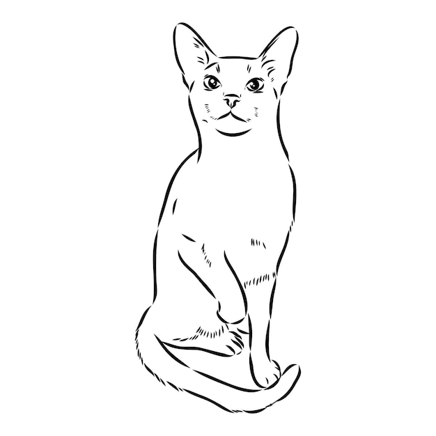 Vector outline monochrome portrait of curious Abyssinian Cat in black color Hand drawing Illustration isolated on white background abyssinian cat vector sketch