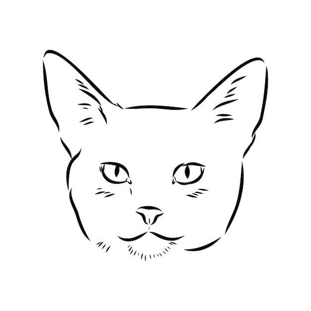 Vector outline monochrome portrait of curious Abyssinian Cat in black color Hand drawing Illustration isolated on white background abyssinian cat vector sketch