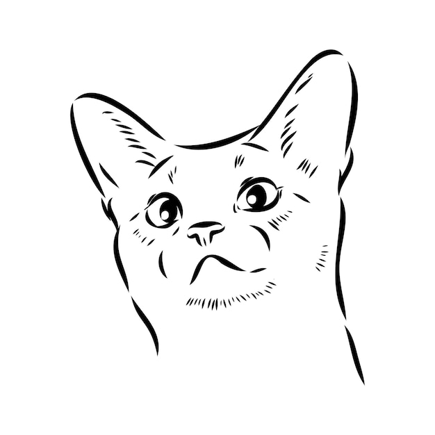 Вектор Векторный контур монохромный портрет любопытной абиссинской кошки в черном цвете ручной рисунок иллюстрация изолирована на белом фоне векторный эскиз абиссинской кошки