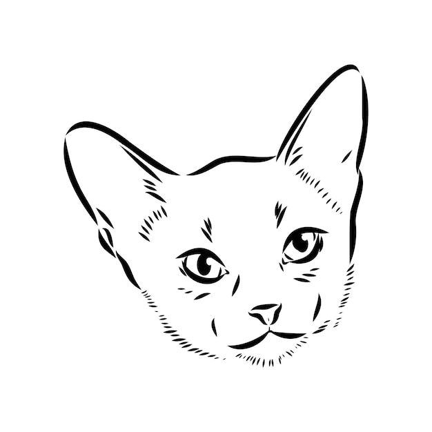 검은 색의 호기심 많은 아비시니안 고양이의 벡터 윤곽선 흑백 초상화 흰색 배경 아비시니안 고양이 벡터 스케치에 격리된 손 그리기 그림
