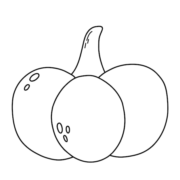 Vector outline pumpkin. Autumn vegetable. Harvest line illustration