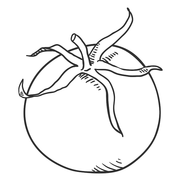 Vector outline sketch tomato