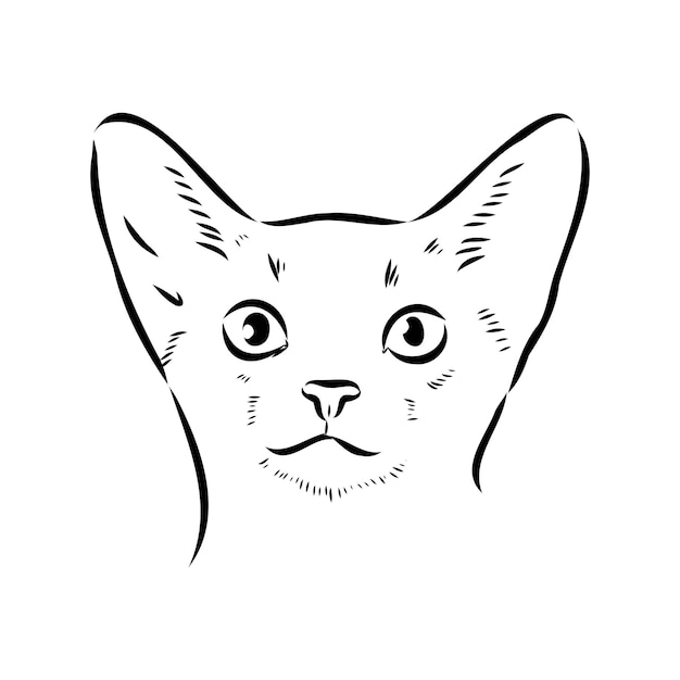 Vector vector overzicht zwart-wit portret van nieuwsgierige abessijnse kat in zwarte kleur hand tekenen illustratie geïsoleerd op witte achtergrond abessijnse kat vector schets