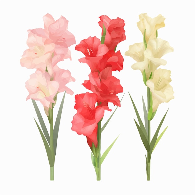 Vector pack featuring a variety of gladiolus flower graphic elements for creative projects