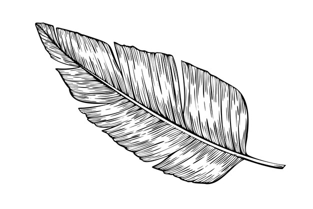 Vector Palm Leaf Handgetekende lineaire illustratie van exotische tropische jungle boom op geïsoleerde achtergrond Zomer contour zwarte tekening van plant tak Etching voor elk ontwerp Sketch van de natuur