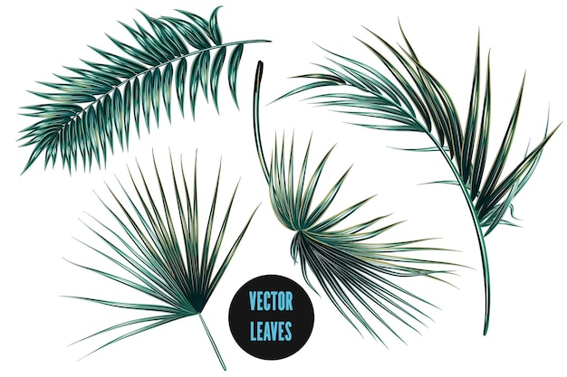 Vector palm leaves jungle monstera leaf set isolated on white background tropical botanical