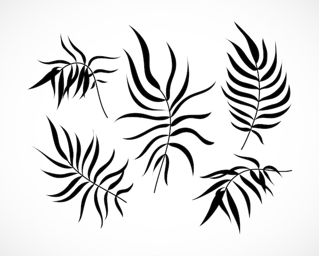 Vector Palm Tree Leaves Silhouet Set Geïsoleerd Hand getrokken tropische kokospalmblad collectie