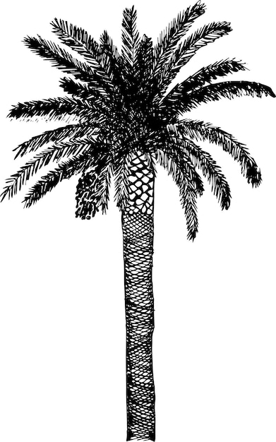 Vector vector palm tree silhouette