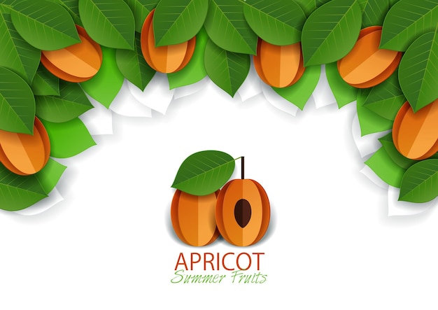 Vector paper cut apricot fruit background frame