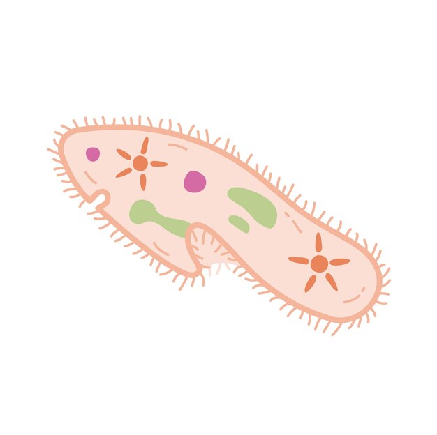 ベクター・パラメシウム・カウダタム・プロトゾア (Vector paramecium caudatum protozoa) プラットデザインのイラスト