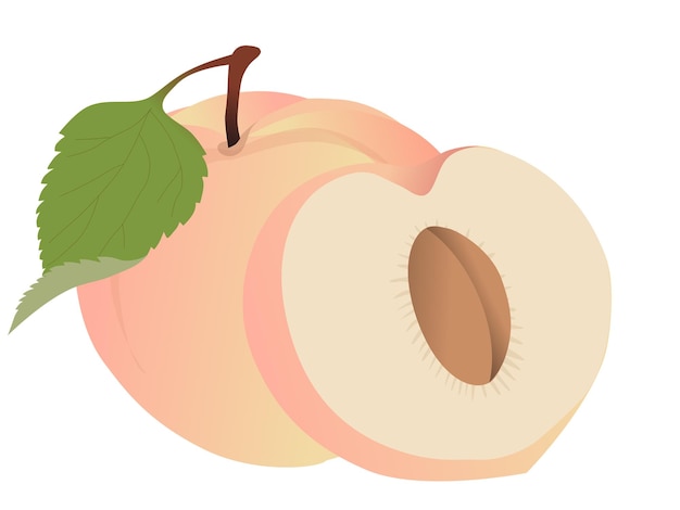 Vector vector of peach fruit design illustration