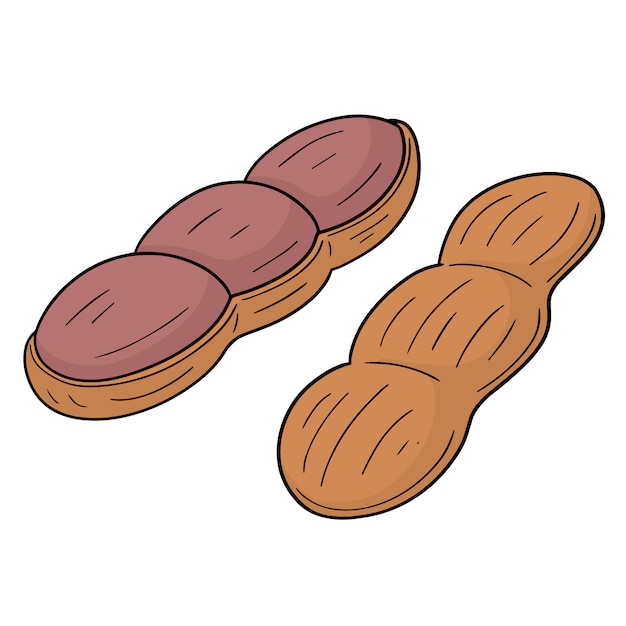 vector of peanut