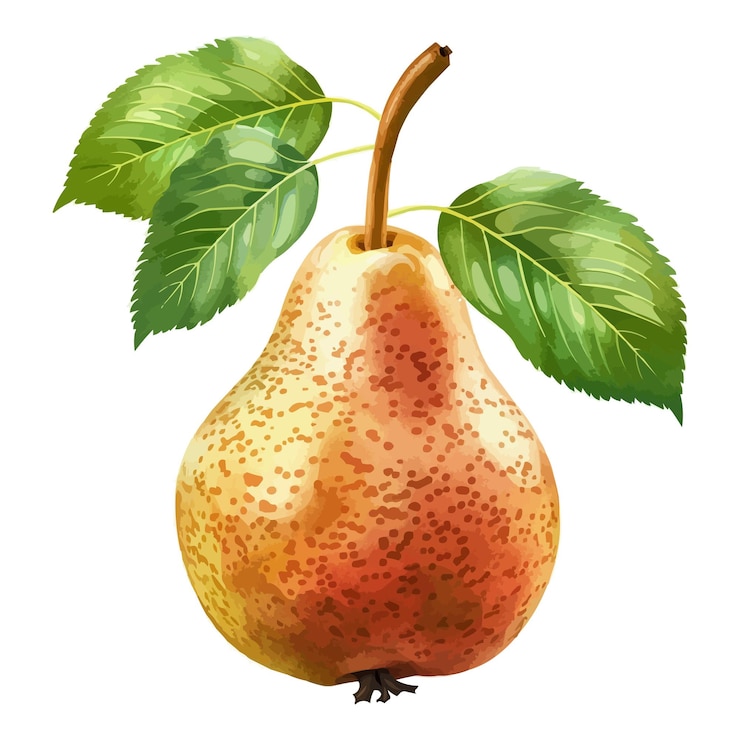 Vector vector pear with simple stems and green leaves