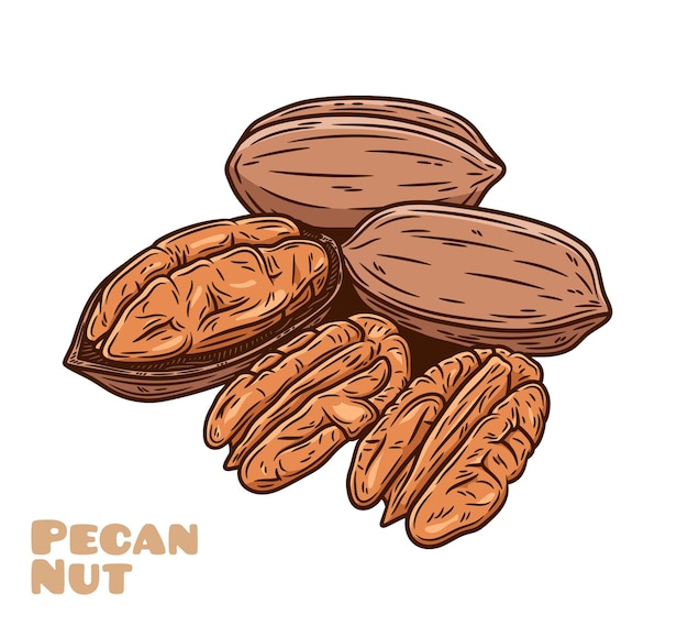 Vector pecan nut colorful illustration