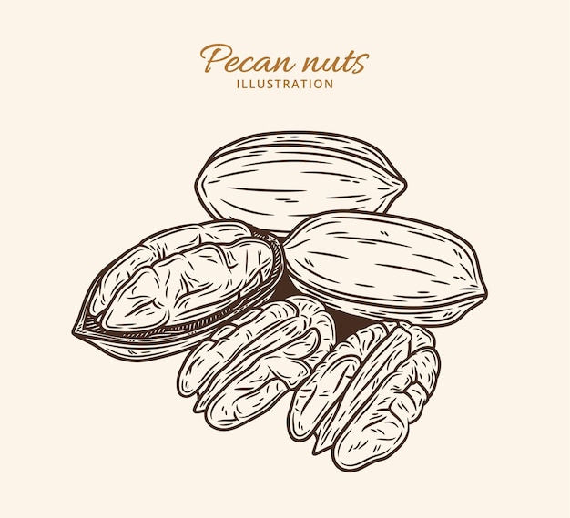 Vector pecan nut illustration