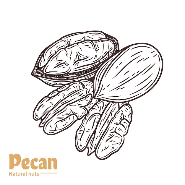 Vector pecan nut illustration