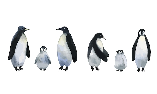 Pinguini vettoriali collezione di pinguini adulti con simpatici pinguini baby illustrazione disegnata a mano acquerello isolata su sfondo bianco