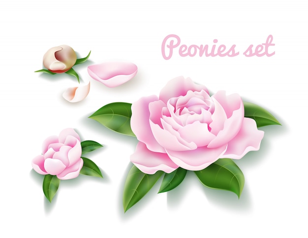 Vector vector peony flower set. buds, blossom leaf petal