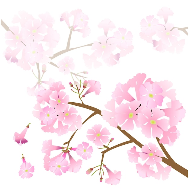 vector pink trumpet tree beautiful pink flower