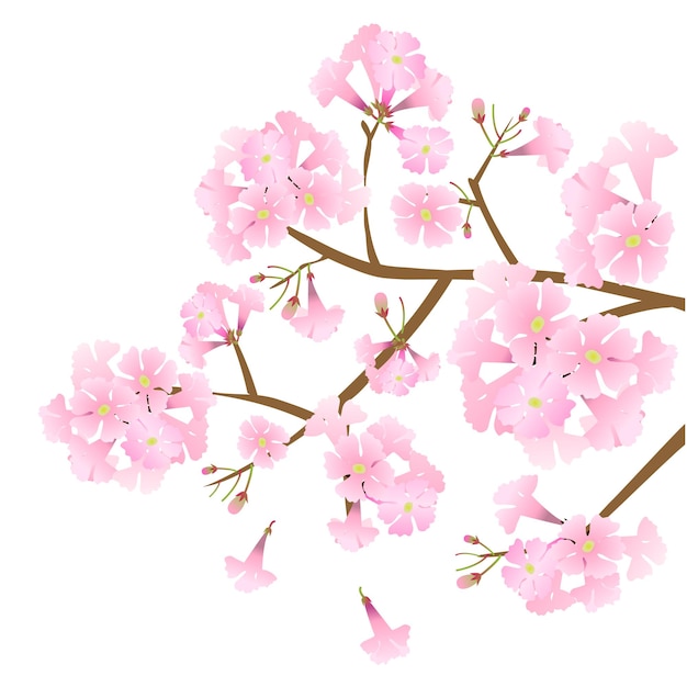 vector pink trumpet tree beautiful pink flower