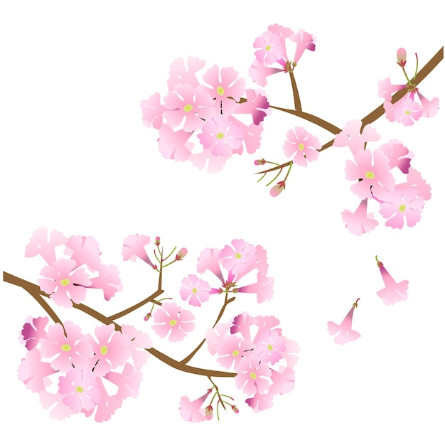 Vector vector pink trumpet tree beautiful pink flower