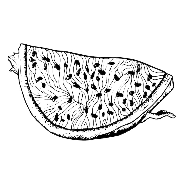 Vector pitaya draakvruchten in realistische gedetailleerde zwart-wit contour grafische illustratie