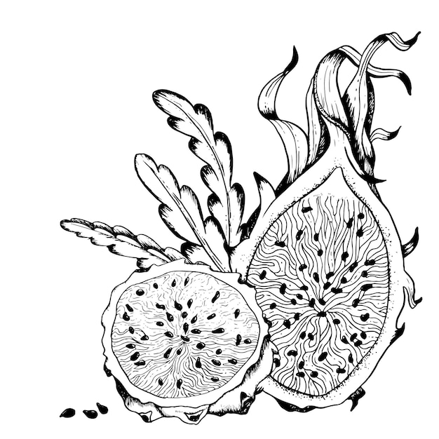 Vector Pitaya sketch illustration for coloring book Dragon fruit black white drawing Pitahaya line