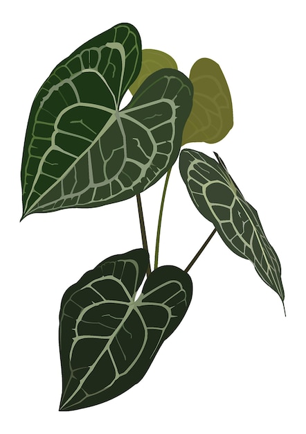 Vector vector plant anthurium crystallinum vector illustration