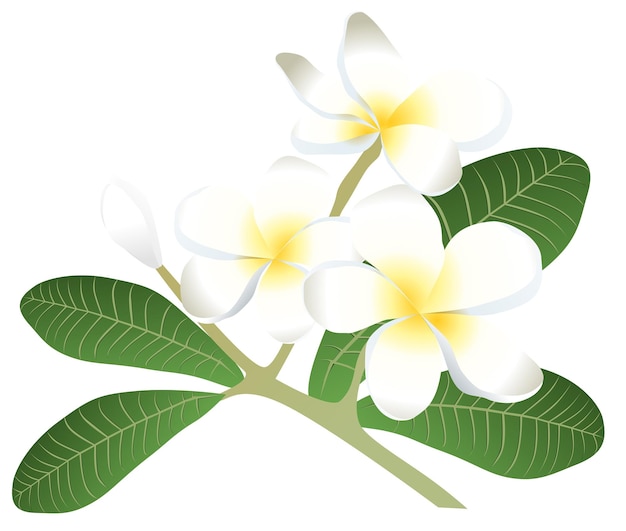 Vettore vettore dell'illustrazione dei fiori di plumeria per il disegno di carta