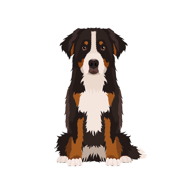 vector portrait of a bernese mountain dog isolated on white background