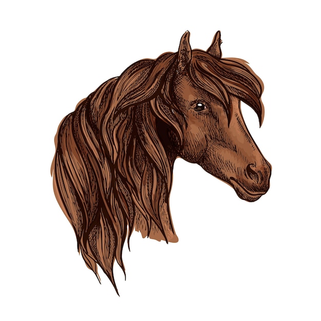 Vector vector portrait of noble brown horse mare