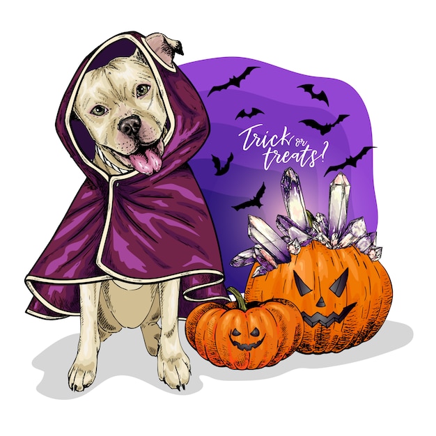 Vector vector portrait of pit bull terrier dog coat and pumpkins with crystal crown