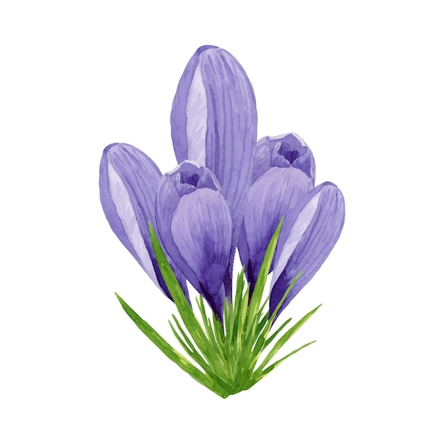 Вектор фиолетовые крокусы композиция весенние цветы ручно нарисованная акварель цветочная пасхальная иллюстрация