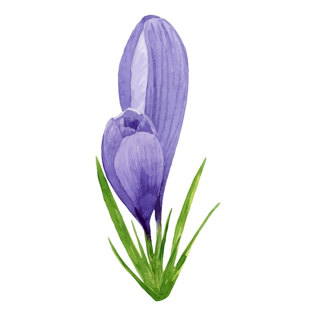 Vector purple crocuses spring flowers Hand painted watercolor floral illustration easter decoration