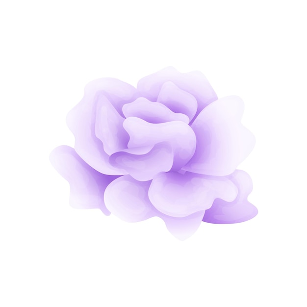 Premium Vector | Vector purple rose isolated on white background