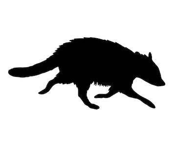 Premium Vector | Vector raccoon silhouette isolated on white background