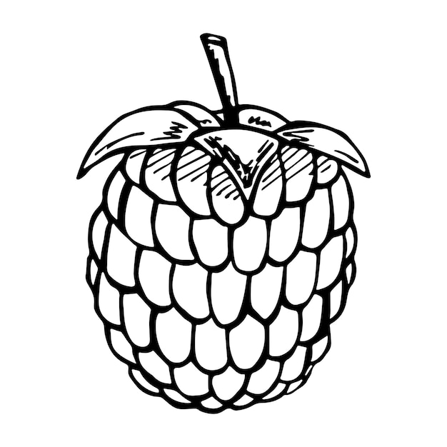 Vector raspberry or blackberry clipart Hand drawn berry icon Fruit illustration For print web design