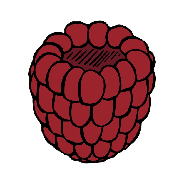 Clipart di lamponi vettoriali icona di bacca disegnata a mano illustrazione di frutta per il logo di arredamento del web design stampato