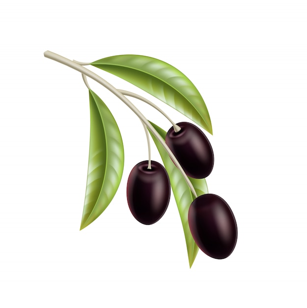 Vector realistic black olives on tree with leaves.