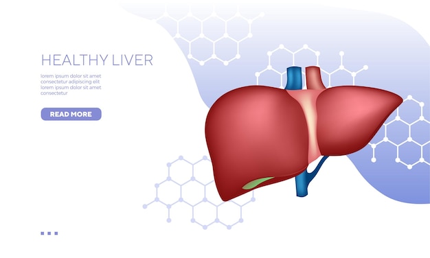 Vector vector realistic healthy liver