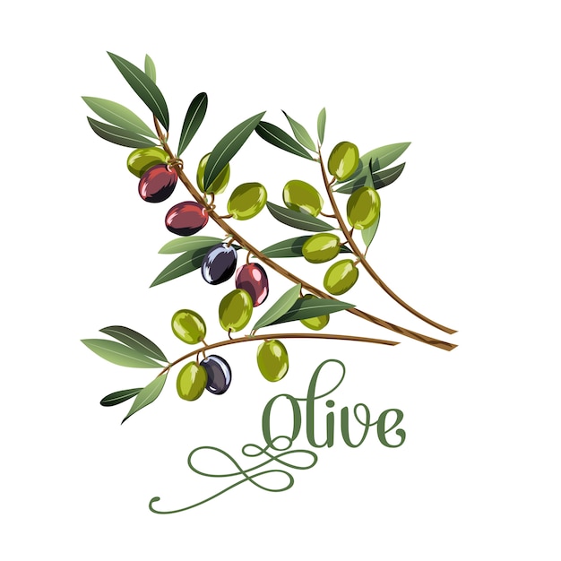 Vector realistic illustration of black and green olives branch 