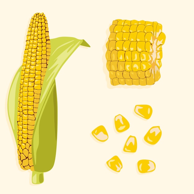 Vector realistic image of corn with leaves