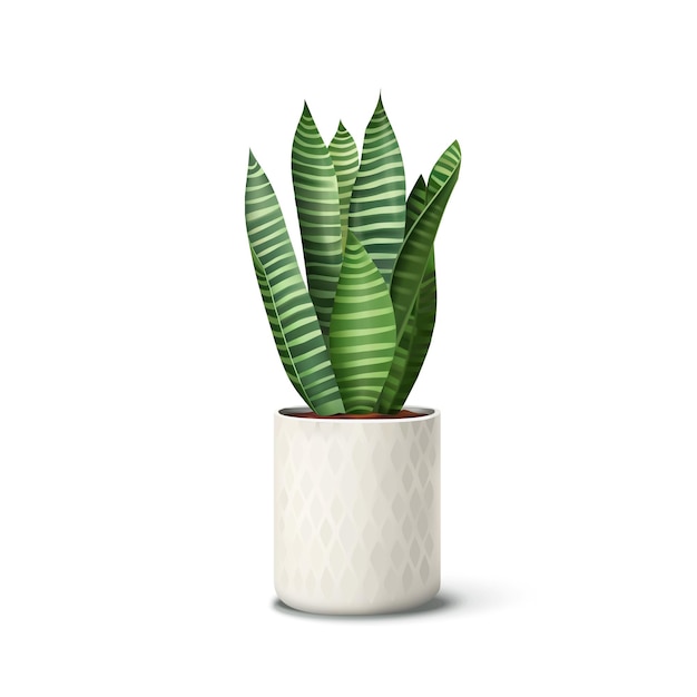 Vector realistic indoor snake plant in ceramic pot