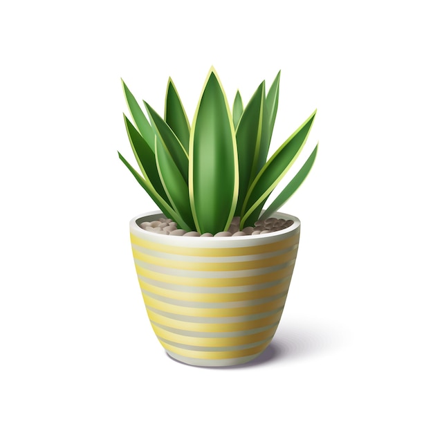 Vector realistic indoor snake plant in ceramic pot