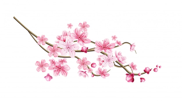 Vettore ramoscello realistico di albero di sakura di vettore con il petalo rosa