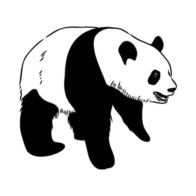 Vector realistic sketch of panda figure in fulllength hand drawn illustration