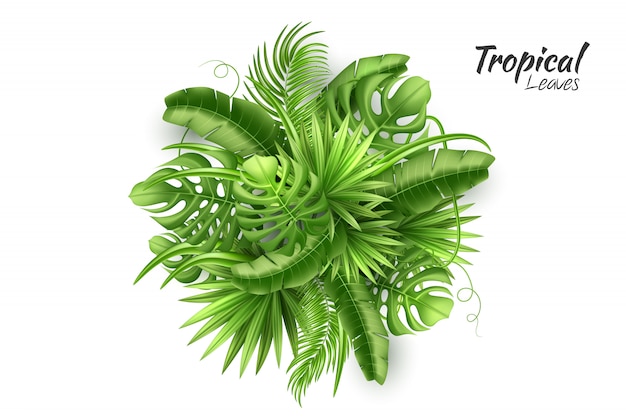 Vector realistic tropical leaves exotic vacation