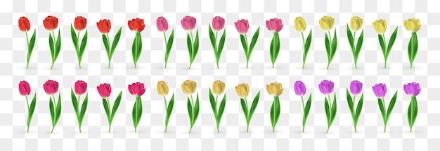 Vector realistic tulip flowers set with leaves isolated on png