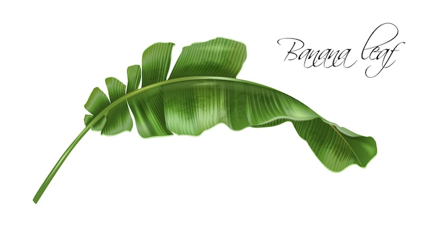 Vector realistische illustratie van tropisch bananenblad geïsoleerd op witte achtergrond